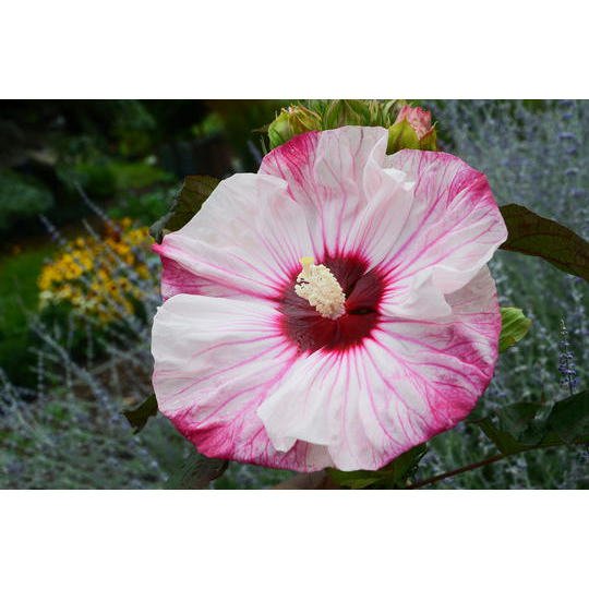 Benih Bibit Biji - Giant Hibiscus Luna Mix Color Bunga Sepatu Jumbo Campuran Flower Seeds - IMPORT