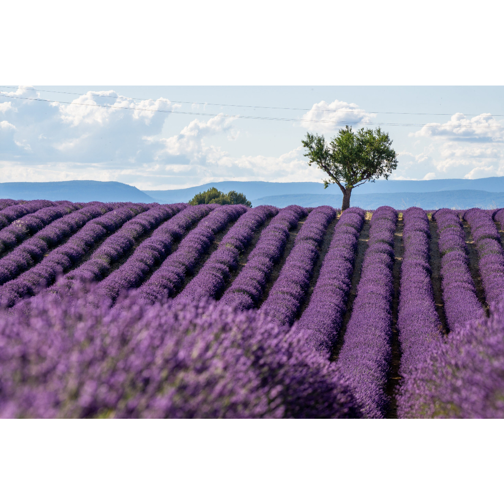 Benih Bibit Biji - Bunga Lavender Provence Lavandin (Hybrid L. Portuguese x English) Herb Flower Seeds - IMPORT