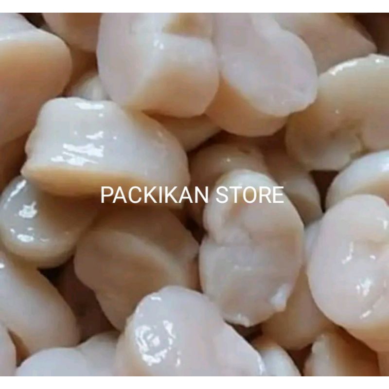 

Daging Scelop/Kerang Kamapk.segar dan Bergarasi