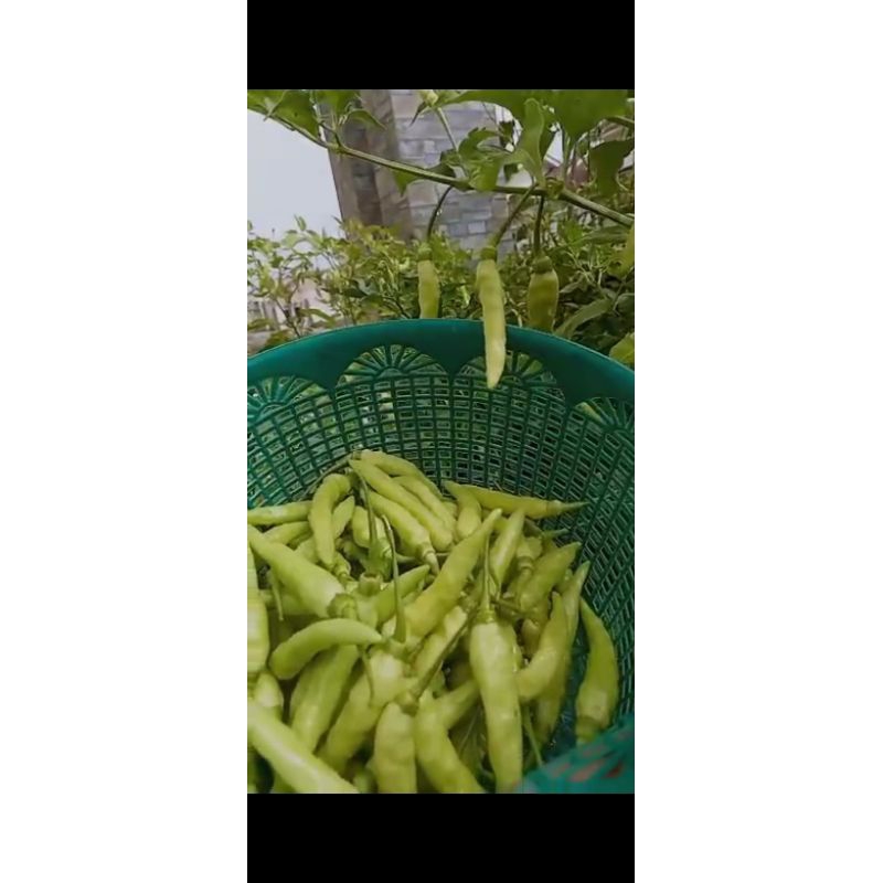 di JUAL TANAMAN CABE RAWIT SETAN / POHON CABE PEDAS / CABE HIJAU CABAI RAWIT SETAN SUDAH BERBUAH UNG