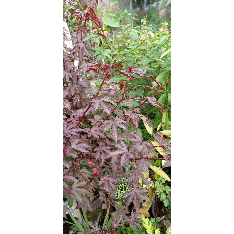 Stek pohon red panama/bibit maple panama/stek pohon maple panama/maple panama/bahan bonsai