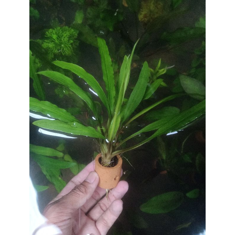 MOS+criptocoryne spiralis wabikusa - aquascape