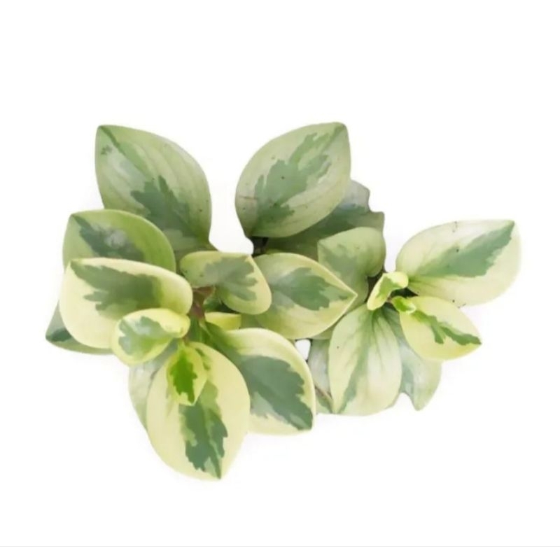 tanaman hias dolar koin varigata