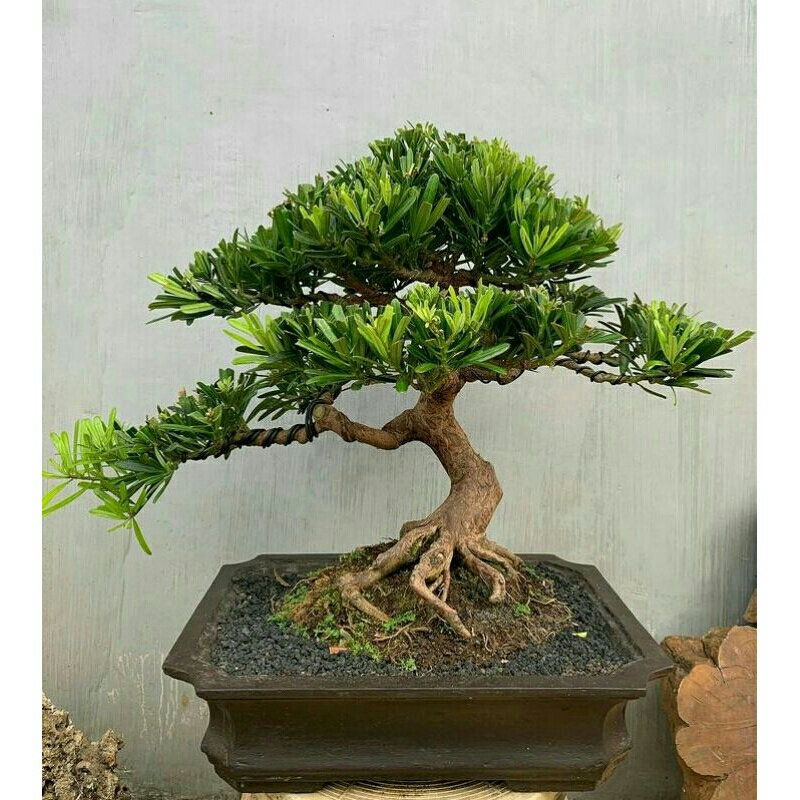 tanaman bonsai louhansung/lohansung gaya meliuk siap pajang