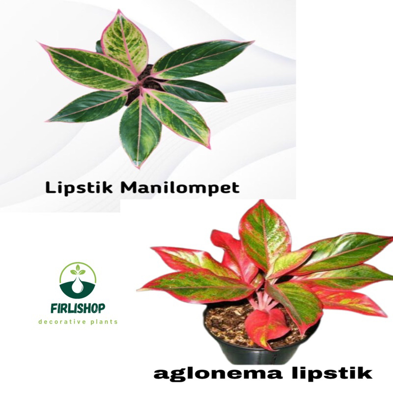 Aglonema lipstik paketan isi 2 lipstik manilompek,lipstik aurora / Pohon dewasa daun 7-10 daun