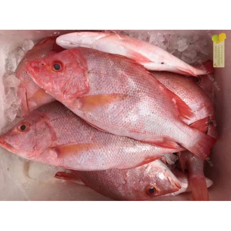 

ikan kakap merah 500gr