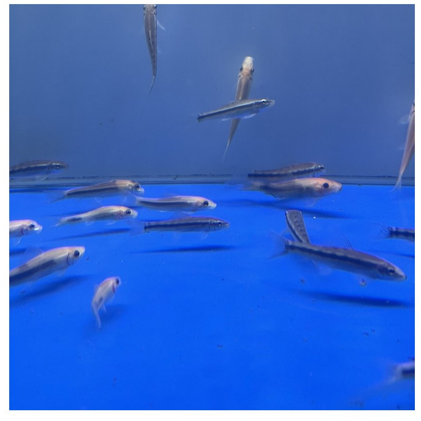 CAE Algaeater Chinese - Ikan Hias Pemakan Lumut KHUSUS GOJEK MEDAN