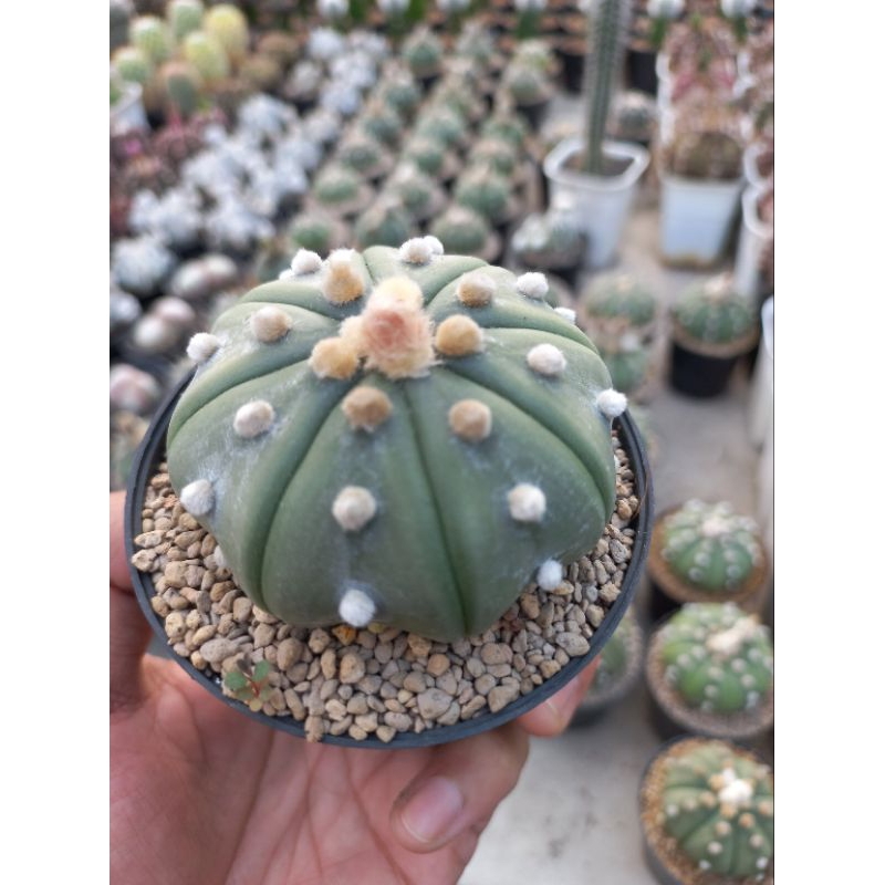 Astrophytum