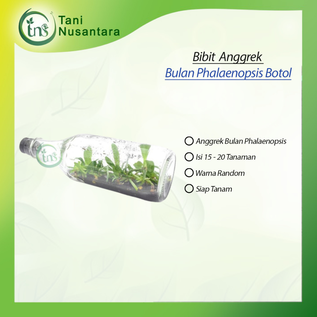 

Bibit Anggrek dalam botol - bulan (Phalaenopsis ) hibrida siap aklim