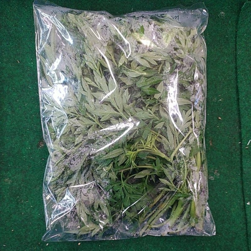 

DAUN KENIKIR SEGAR 200 GRAM DENPASAR BALI