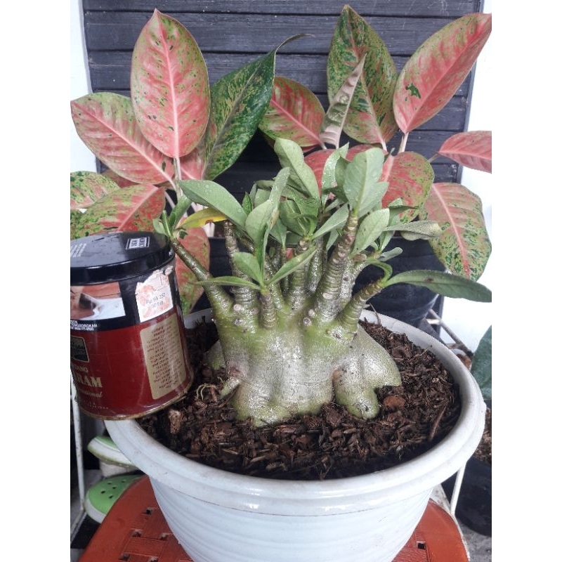 adenium arabicum serian godji