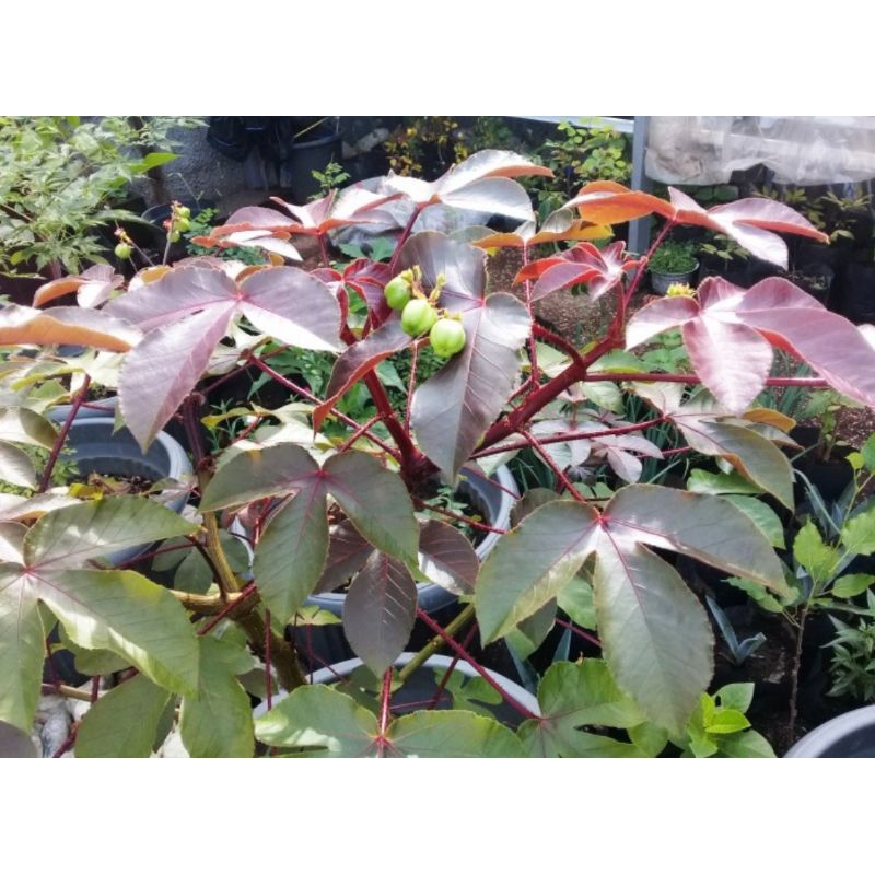 

Daun jarak merah organik untuk obat herbal