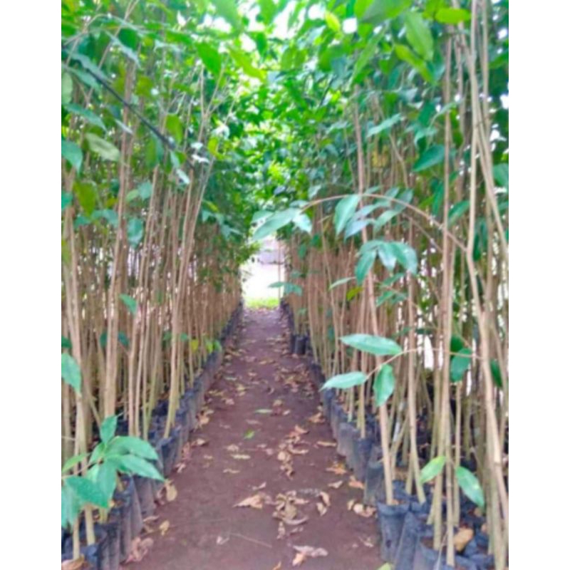 bibit tanaman nagasari