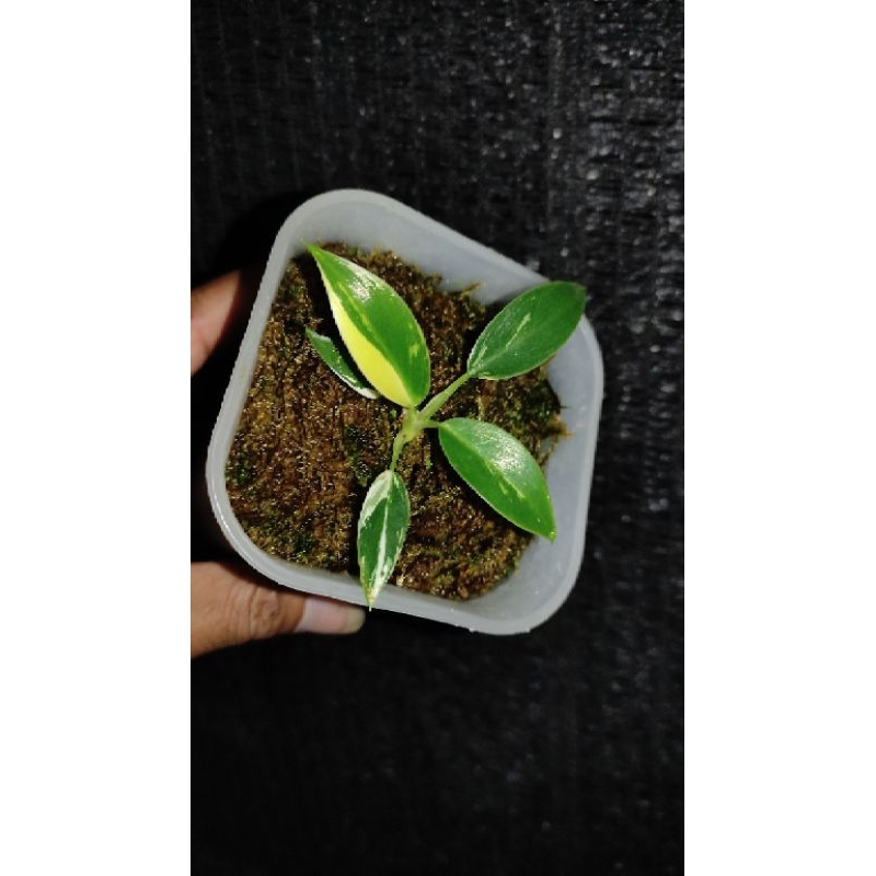 philodendron Green Congo varigata marble