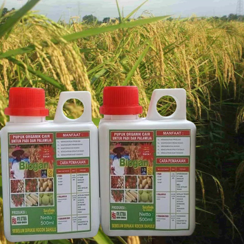 Pupuk Organik Cair (POC) Biogan Untuk Meningkatkan Produksi Padi 500ml