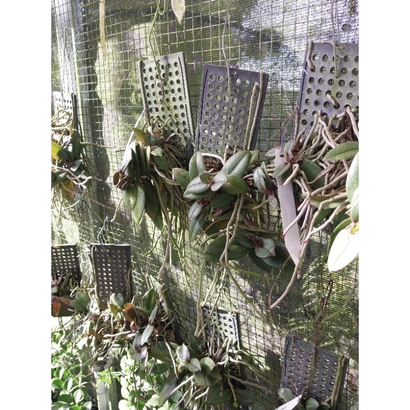 Anggrek doritis pulcherima var dwarf