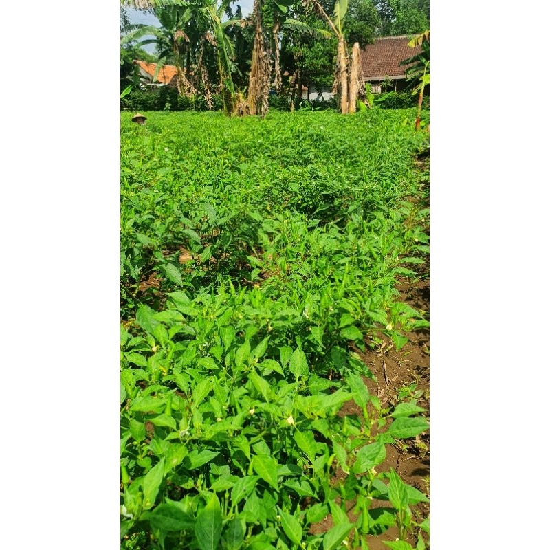 cabe rawit setan tw segar pedas maksimal harga per kg