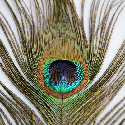 Peacock Feathers - Bulu Merak Artificial (5pcs)