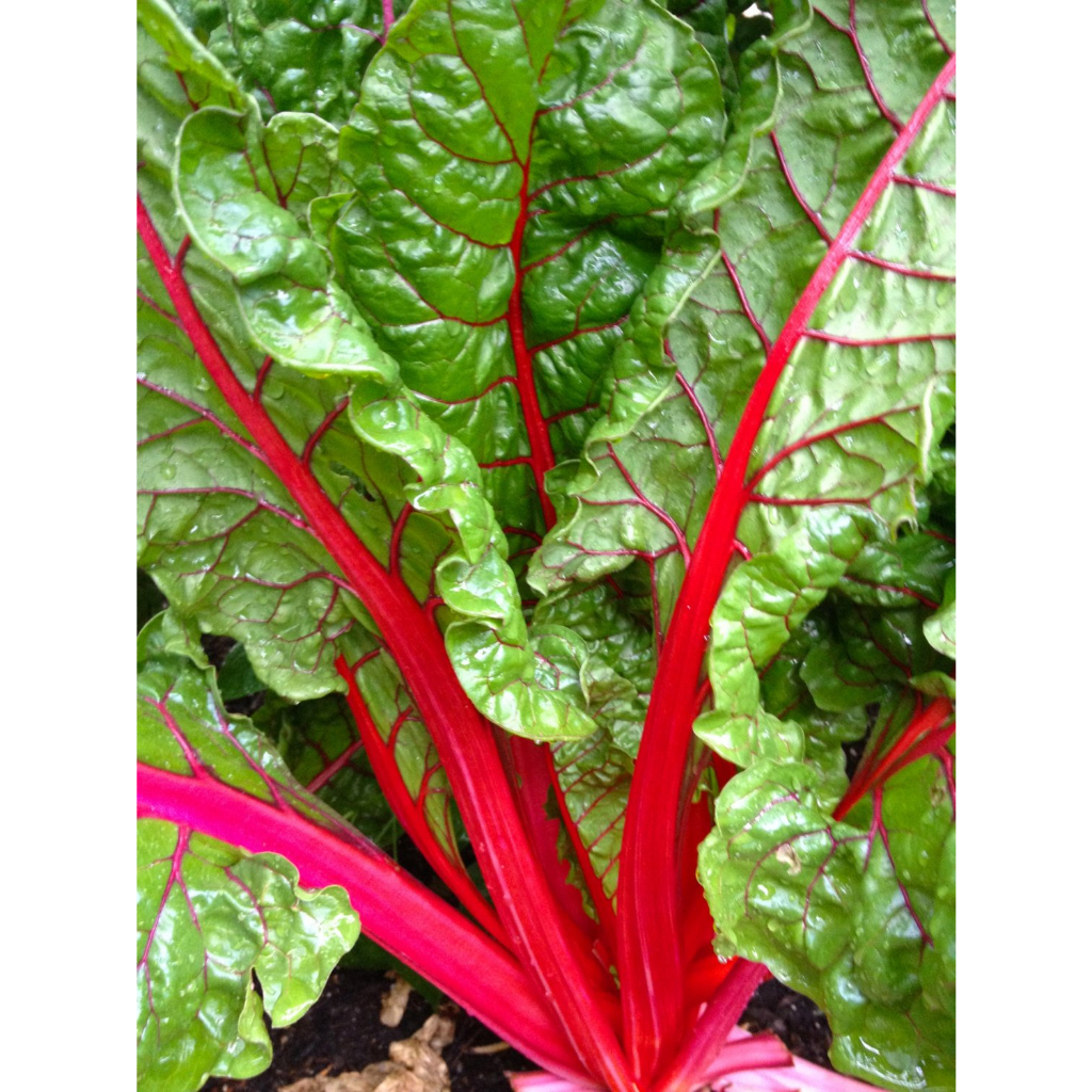 Benih Bibit Biji - Swiss Chard Rhubarb Seeds - IMPORT