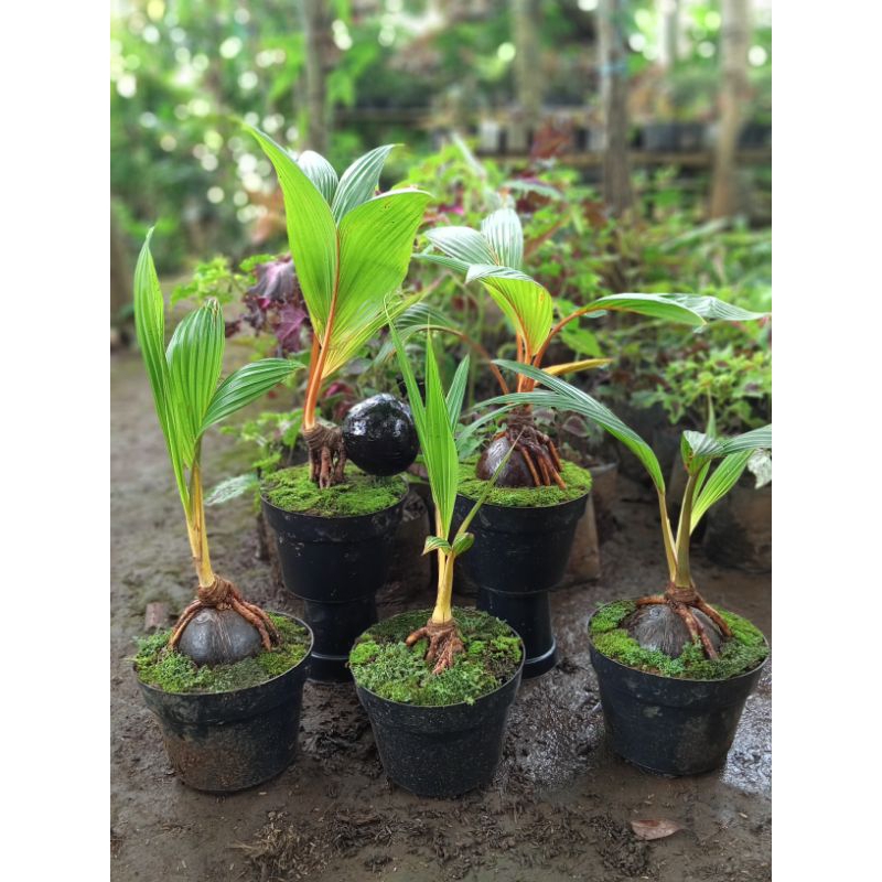 bonsai Kelapa sudah jadi