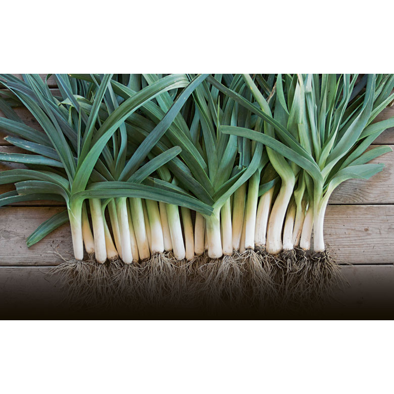 Benih Bibit Biji - Leek Blue De Solaise Heirloom Seeds - IMPORT