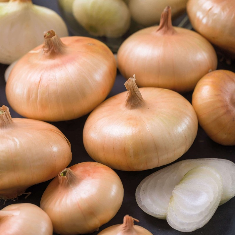 Benih Bibit Biji - Onion Italian Flat Borettana Bawang Bombay Pipih Seeds - IMPORT