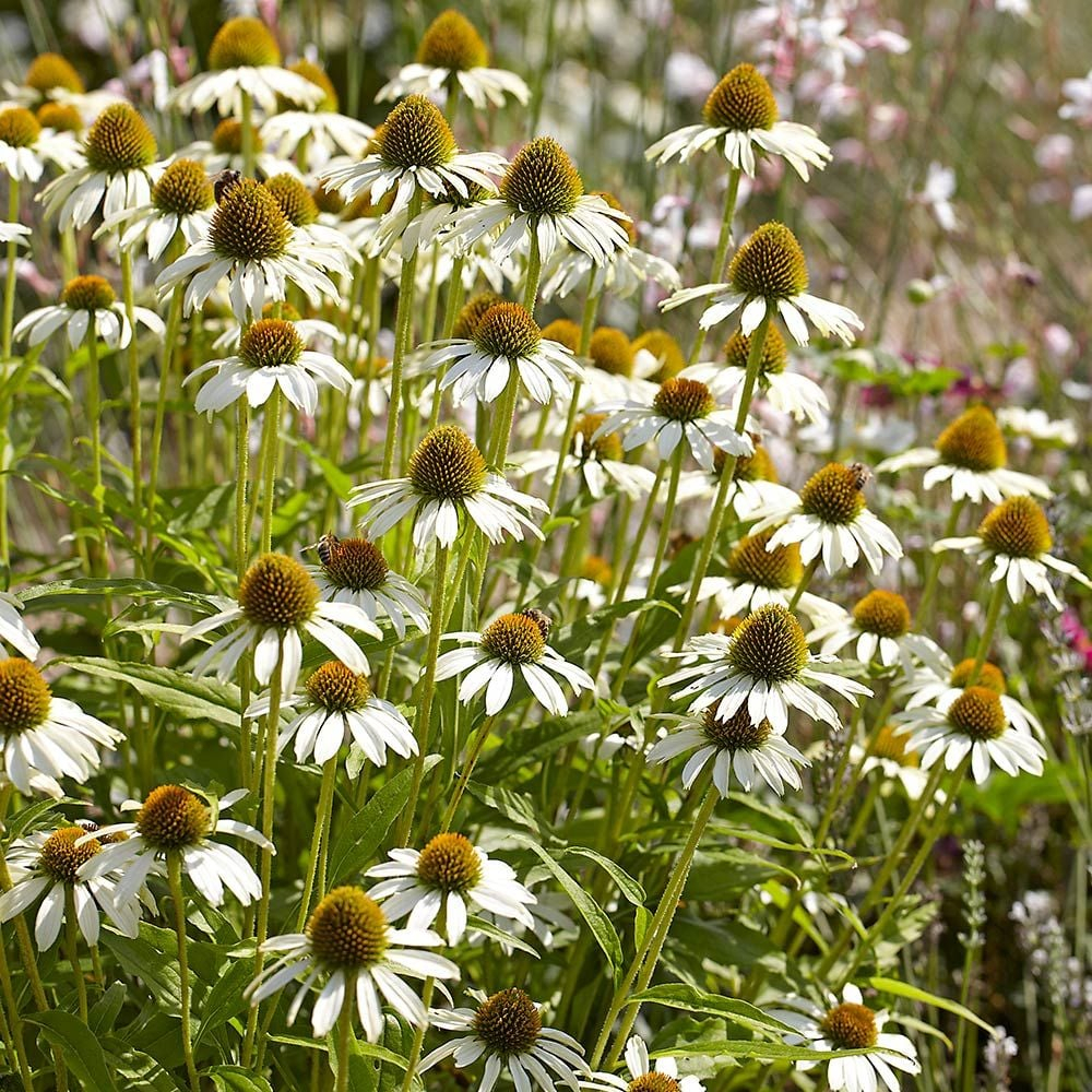 Benih Bibit Biji - Bunga Echinacea Coneflower White Swan Flower Seeds - IMPORT