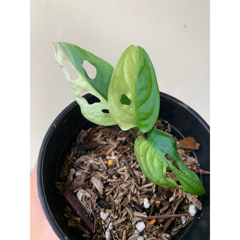 monstera andasonii variegata / janda bolong variegata