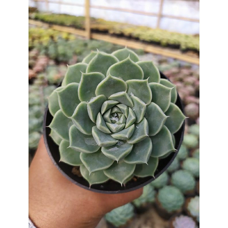 Sukulen Echeveria Hyalina | kaktus dan sukulen