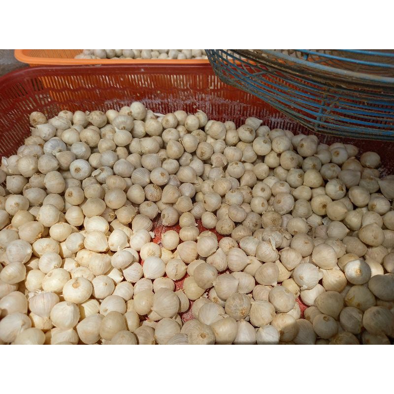 

bawang putih tunggal besar