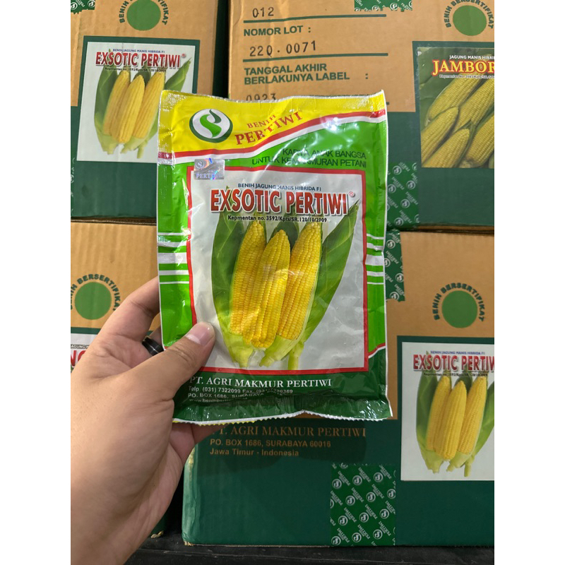 jagung manis exsotic pertiwi
