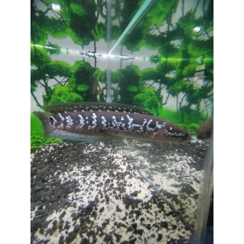 Kaos Chana Asiatica WS & RSWS