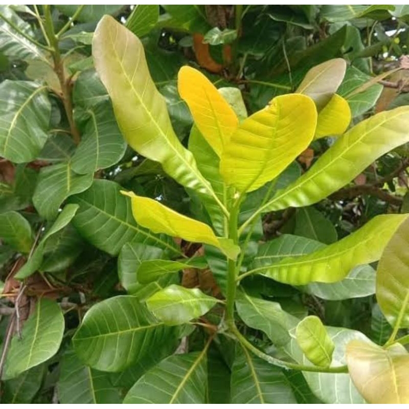 

Daun jambu mente muda daun jambu monyet organik berat 100g
