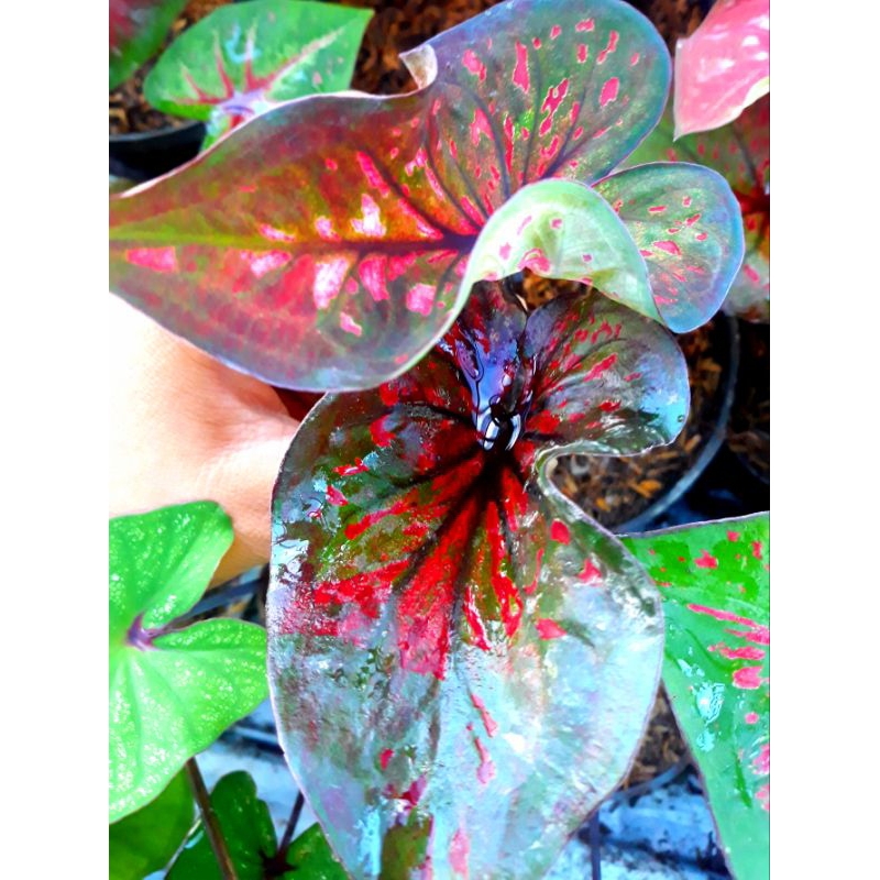 Tanaman hias hidup bunga caladium hybrite 11