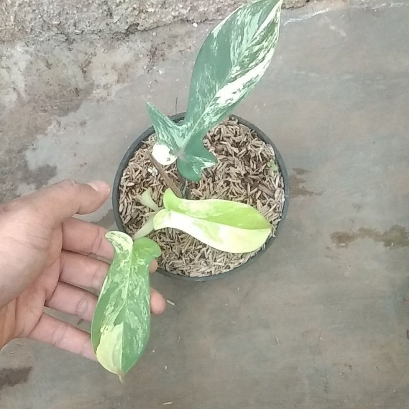 florida beauty variegata - florida beauty variegated - flobe