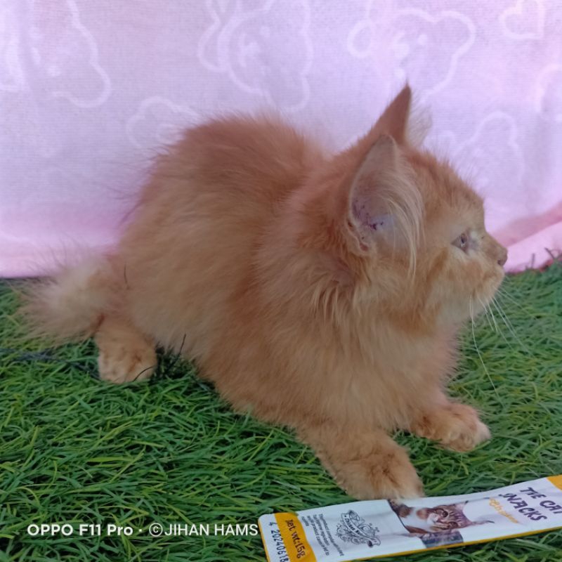 kucing perisa mix anggora