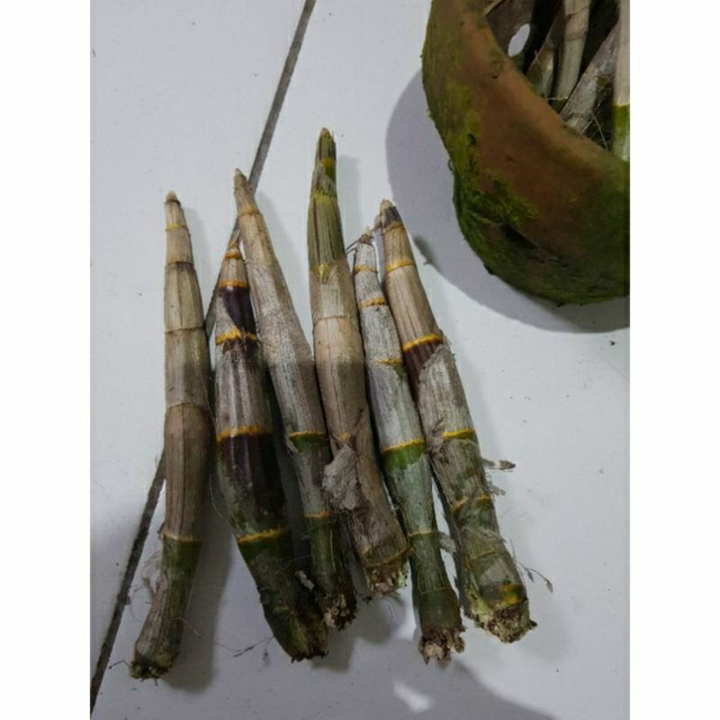 Batang Anggrek Dendrobium