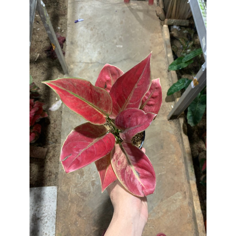 AGLONEMA AYUNINDI / AYUNINDI