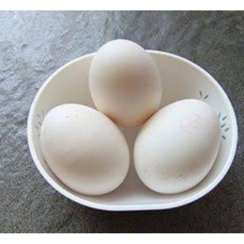 

Telur Angsa Soang Fress 100%/ Telur Angsa Hasil Budidaya Sendiri