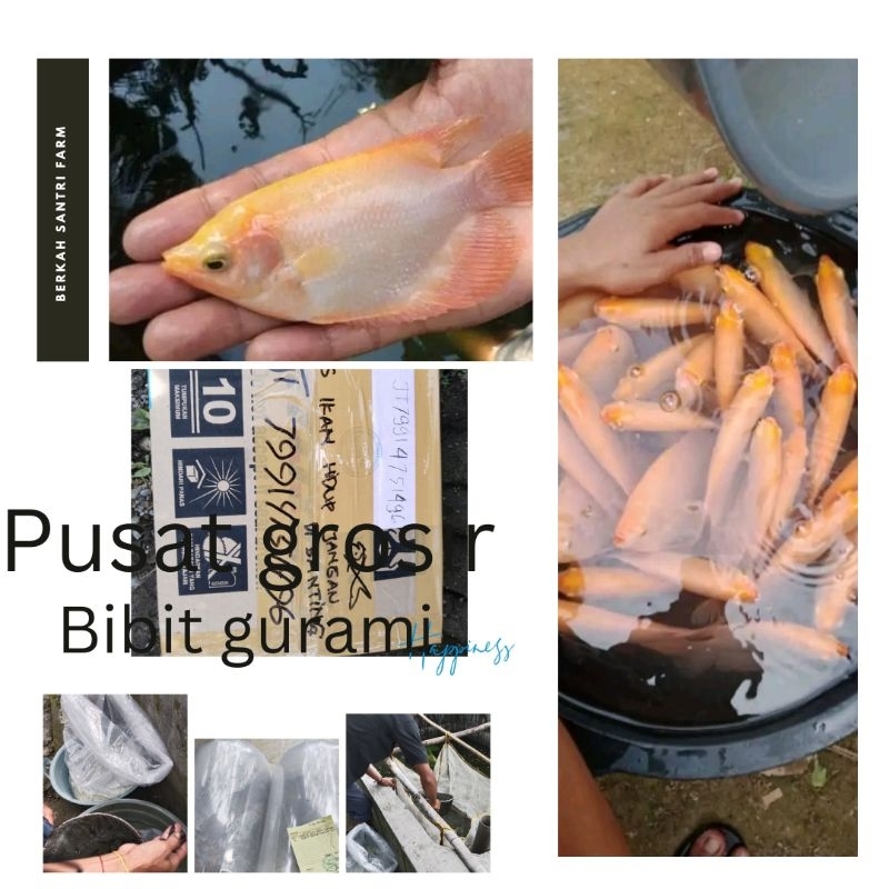 Gurami padang, Gurami albino, ikan hias, ikan predator paket 65 ribu 2 ekor