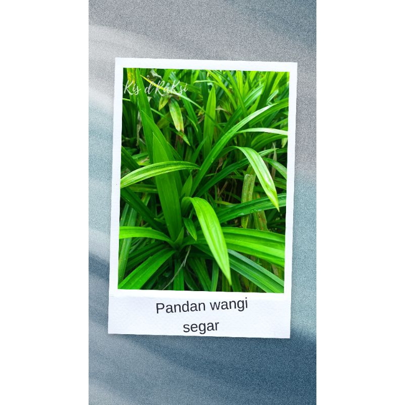 

Pandan wangi segar 500 g