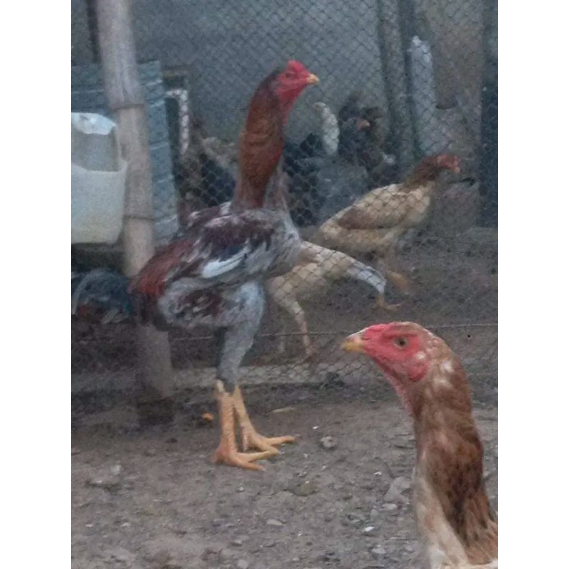 telur tetas indio gigante. press baru