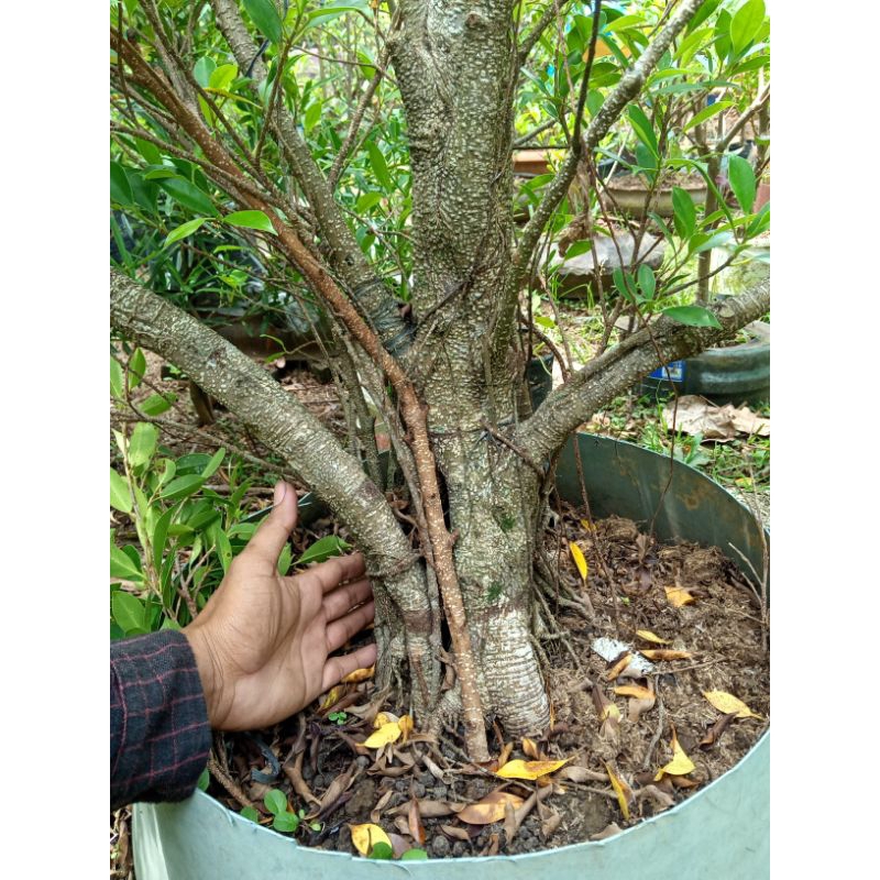 bahan bonsai kimeng gabungan prospek