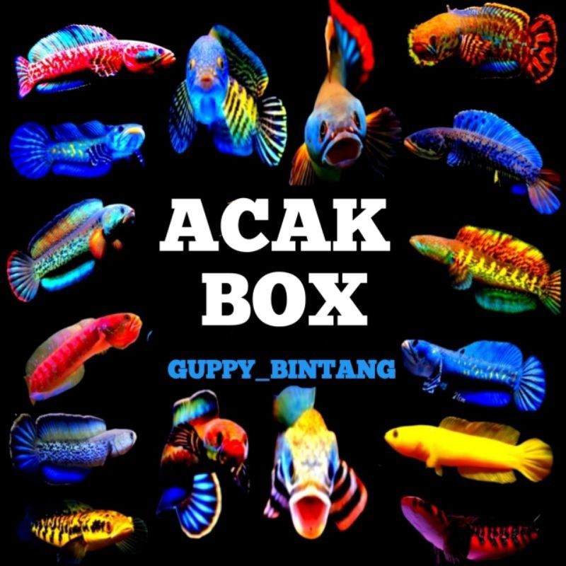 JACPOT CANA AURANTI JUMBO JIKA BERUNTUNG 12-18 CM NO ZONX