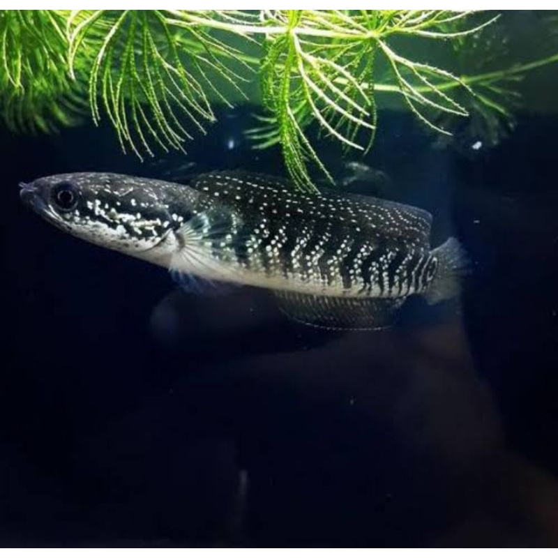 Asiatica Ws 7-8 cm single tank Full Pelet