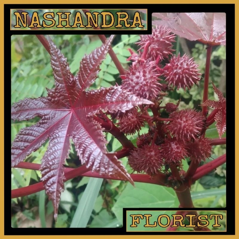 Tanaman Bibit Pohon Jarak Merah