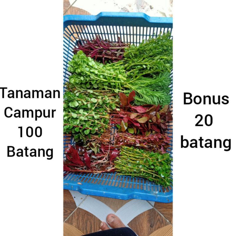 tanaman per 30 batang / 30e mix / 30e campur