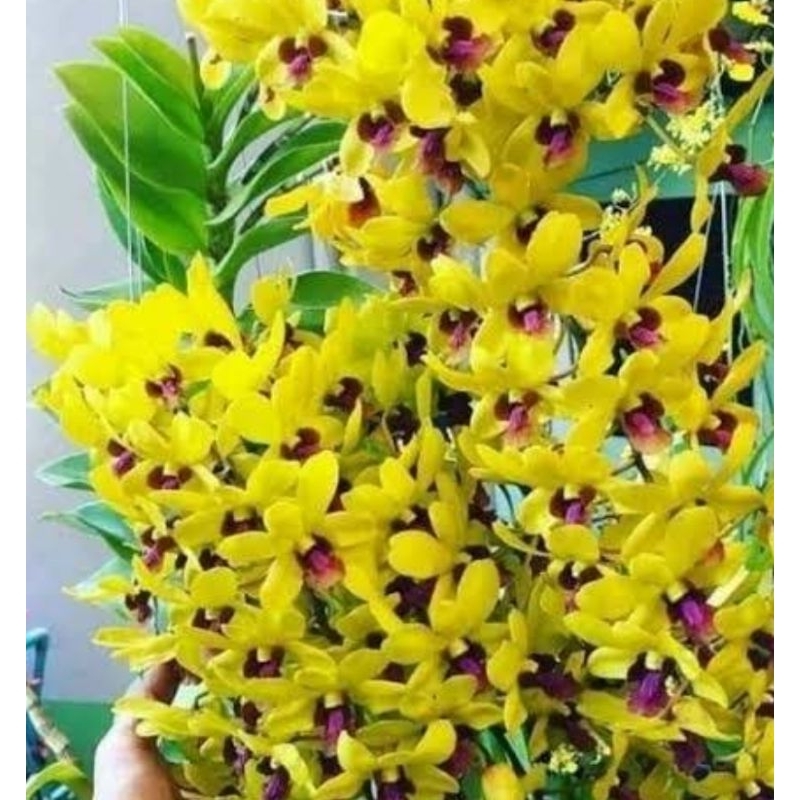 anggrek dendrobium kuning lidah merah dewasa/ spike