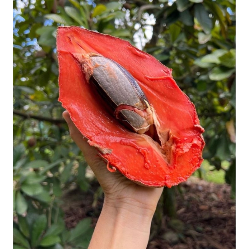 Bibit Mamey sapote spesial