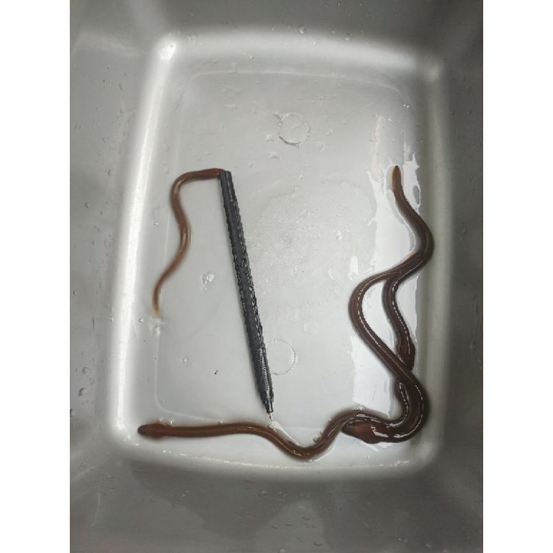 Bibit sidat Marmorata/Benih sidat Elver ukuran 2-5 gram